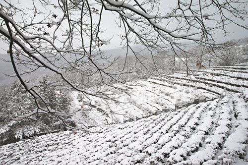 新北坪林茶园一片白雪皑皑，已看不出茶园风貌，茶农表示“前所未见”。图片来源：台湾《联合报》